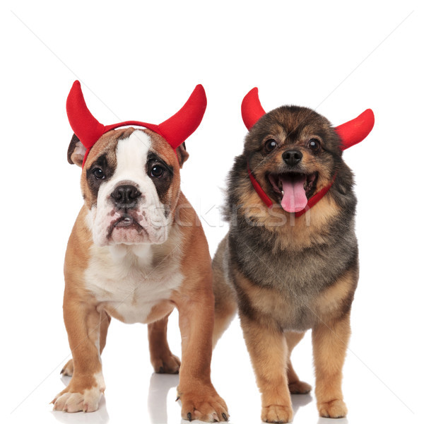 adorable couple of devil english bulldog and pomeranian Stock photo © feedough