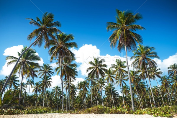 palm trees forest on the beach of punta cana Stock photo © feedough