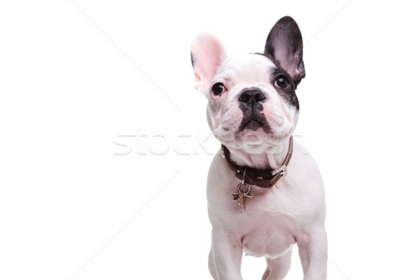 standing little french bulldog puppy dog is looking up Stock photo © feedough