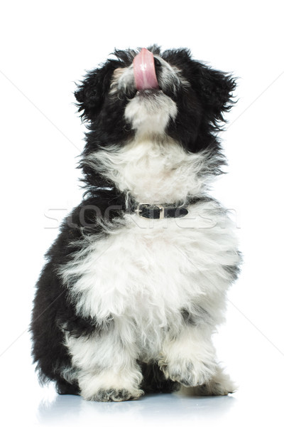 [[stock_photo]]: Heureux · nez · séance · blanche