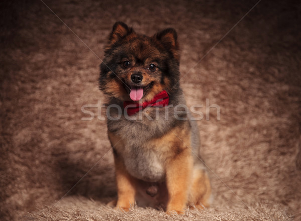 Stock photo: cute seated pomeranian puppy wearing a red bow tie