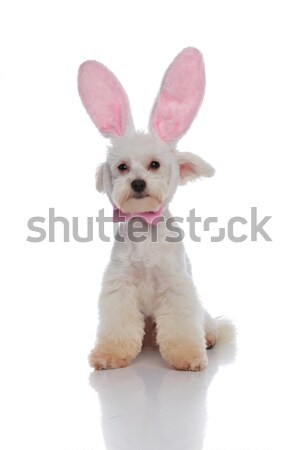 cute little bichon with pink bowtie and bunny ears sitting Stock photo © feedough