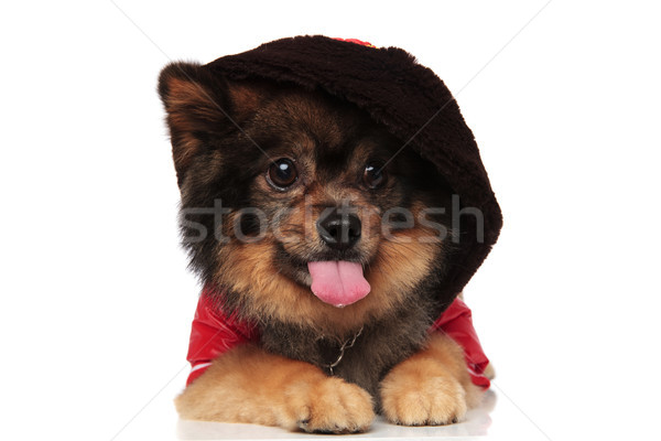 funny pom spitz with hoodie lying with tongue exposed Stock photo © feedough