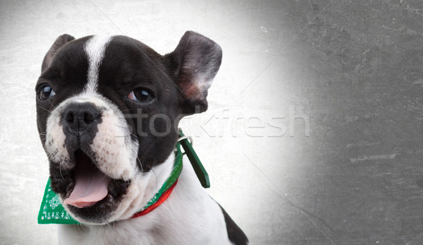 álmos francia bulldog ásít aranyos arc Stock fotó © feedough