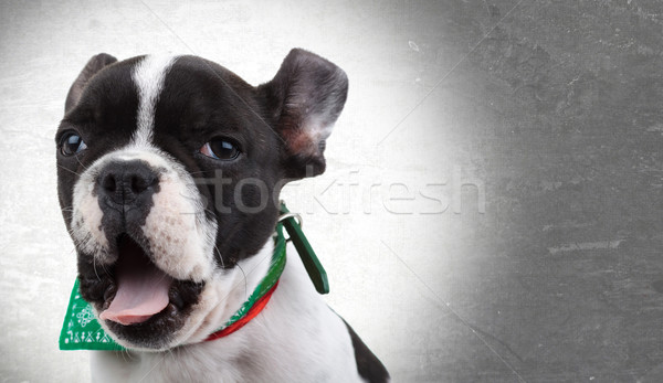 Assonnato francese bulldog cute faccia Foto d'archivio © feedough