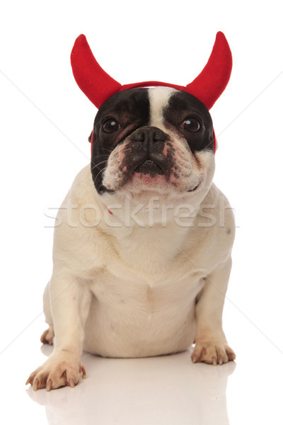 Stock foto: Sitzend · Französisch · Bulldogge · tragen · Teufel · Hörner