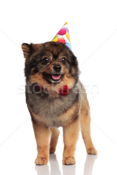 adorable birthday pomeranian with red bowtie looks to side Stock photo © feedough