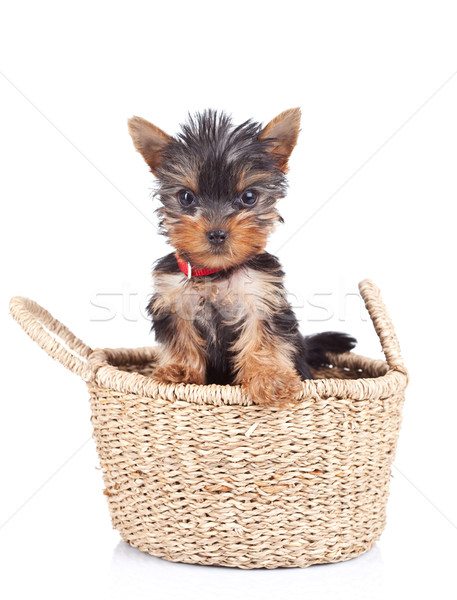 happy yorkie toy  Stock photo © feedough