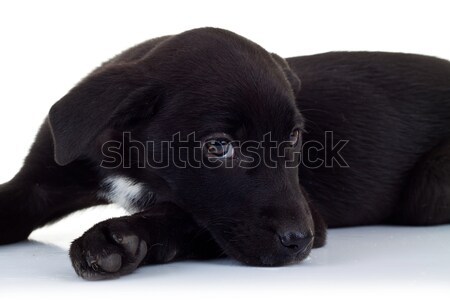 Foto stock: Vista · lateral · negro · cachorro · perro · amor · triste