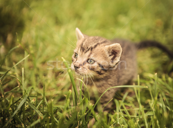 curious little baby cat in the grass Stock photo © feedough