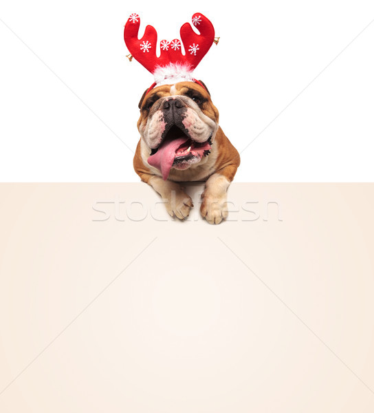 Foto stock: Inglés · bulldog · reno · Navidad