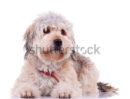 Yawn - Maltese dog puppy Stock photo © feedough