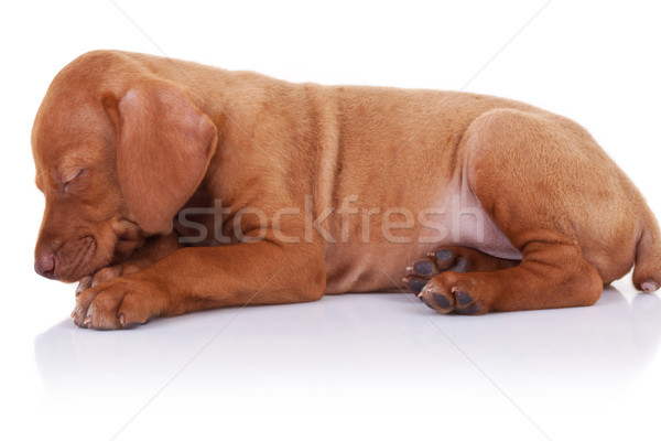 [[stock_photo]]: Hongrois · chiot · chien · dormir · adorable · peu