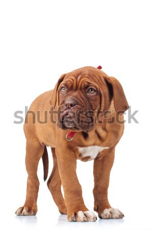 愛らしい フランス語 マスチフ 子犬 立って 白 ストックフォト © feedough