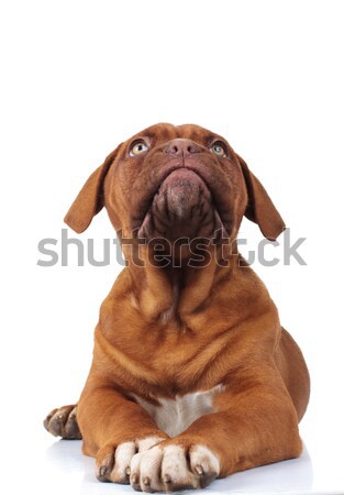 Stock photo: curious little dogue de bordeaux puppy dog looks up