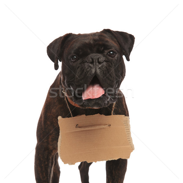 close up of panting boxer with empty sign around neck Stock photo © feedough