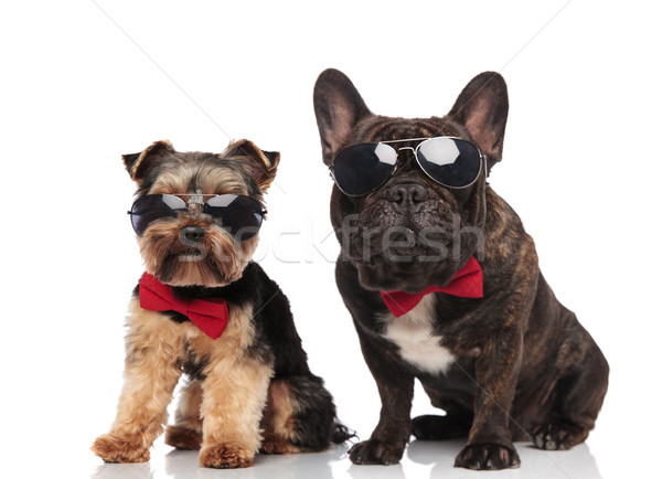 elegant dog couple wearing sunglasses and bowties sitting Stock photo © feedough