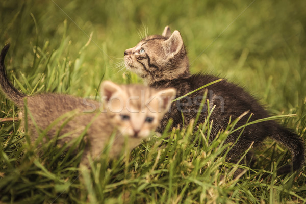 two small baby cats in the grass Stock photo © feedough