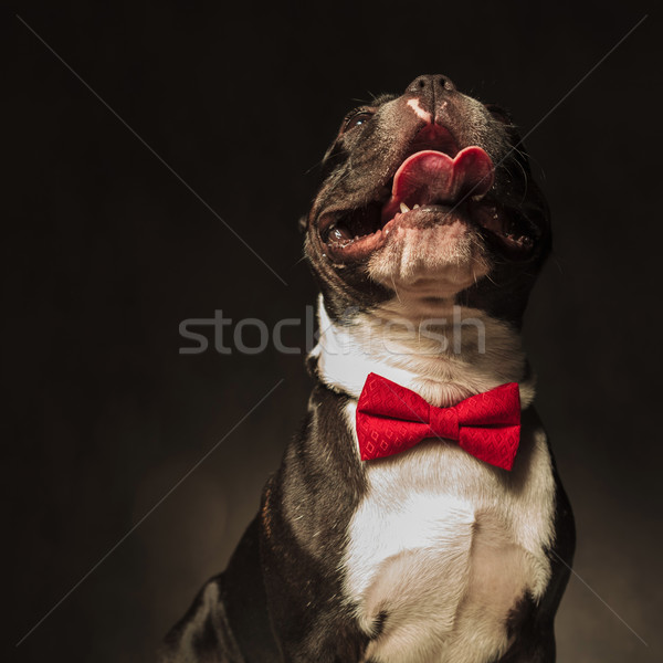 cute french bulldog puppy wearing red  bow tie looks up Stock photo © feedough