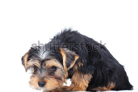 Triste pequeno yorkshire cachorro branco cão Foto stock © feedough