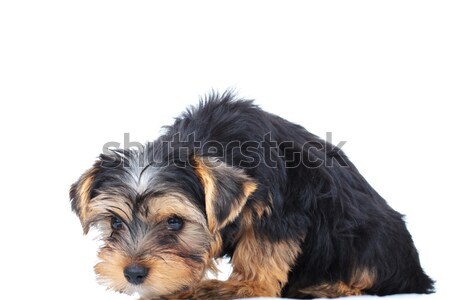 Stockfoto: Triest · weinig · yorkshire · puppy · witte · hond