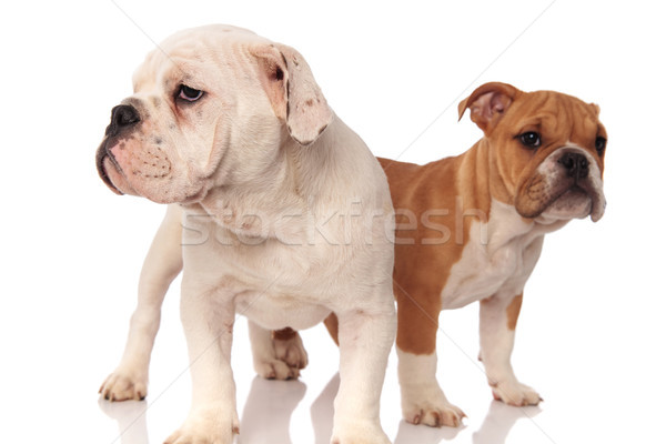 Stock foto: Zwei · cute · Englisch · Bulldogge · Welpen · stehen