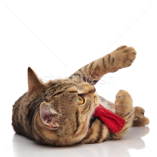 playful british fold cat wearing a red bowtie and lying Stock photo © feedough