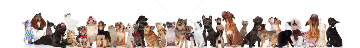 Adorável animais de estimação roupa procurar grupo Foto stock © feedough