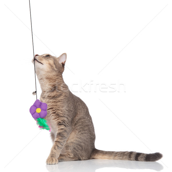 adorable metis cat playing wih a toy and looking up Stock photo © feedough
