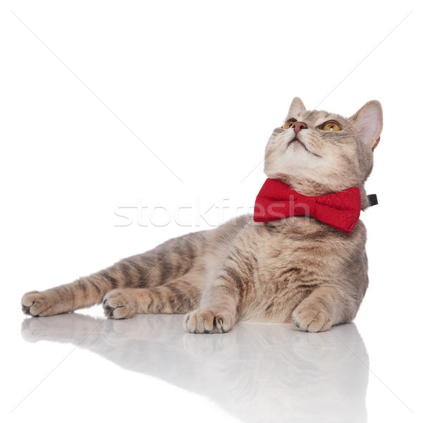 curious metis cat with red bowtie lying and looking up Stock photo © feedough