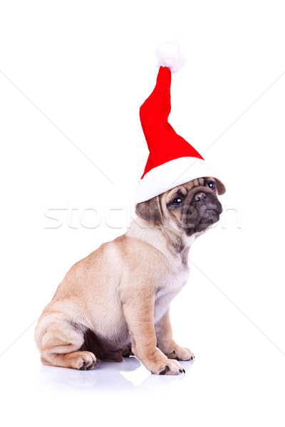 pug puppy wearing a santa hat Stock photo © feedough