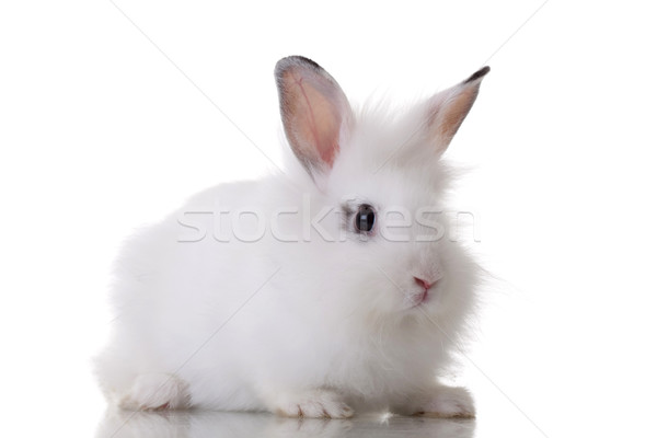 Küçük tavşan resim ayakta beyaz saç Stok fotoğraf © feedough