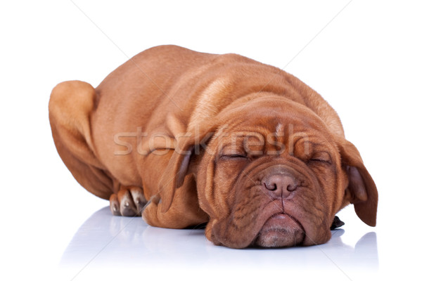 Adormecido cachorro francês mastim isolado Foto stock © feedough