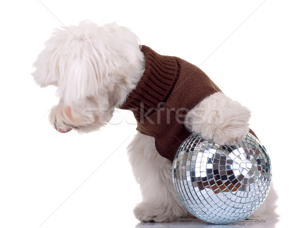 Jogar discoball branco retrato bola foto Foto stock © feedough