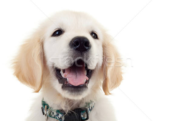 Labrador retriever puppy hond naar kant portret Stockfoto © feedough