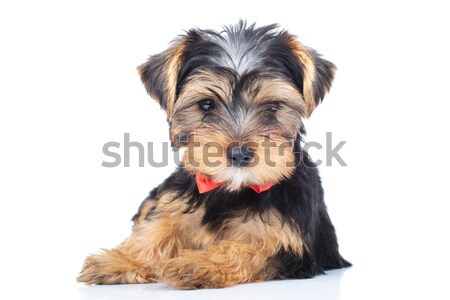 little puppy wearing red bowtie resting  Stock photo © feedough