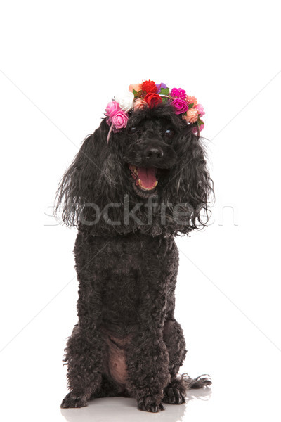 amazed and happy poodle wearing flowers crown Stock photo © feedough