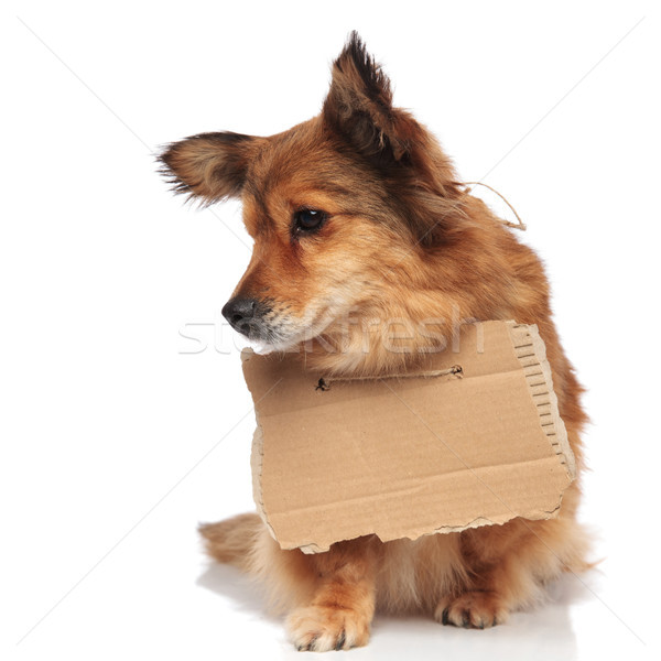棕色 坐在 乞丐 小狗 向下看 側 商業照片 © feedough