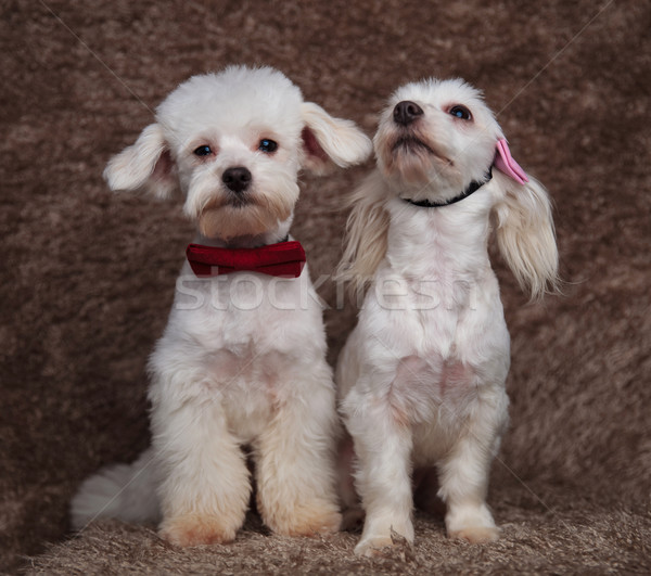 classy bichon couple sitting with on looking up Stock photo © feedough