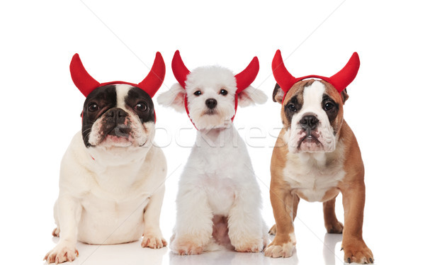Foto stock: Três · bonitinho · diabo · cães · vermelho
