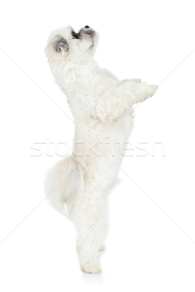puppy standing on its hind legs Stock photo © feedough