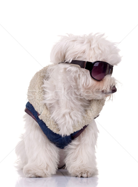 wll dressed bichon maltese Stock photo © feedough