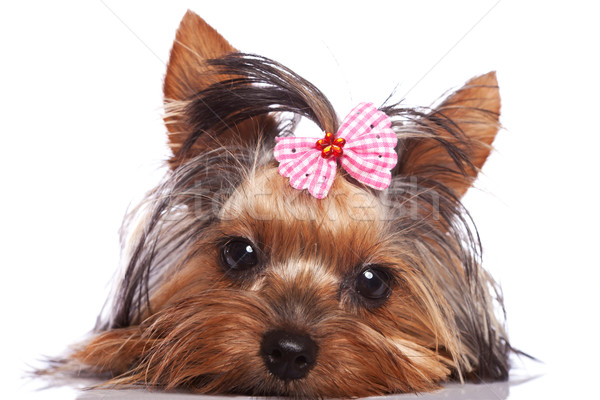 Drăguţ yorkshire cadastru căţeluş câine uita Imagine de stoc © feedough