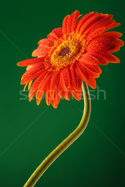 orange gerbera on green backgound Stock photo © feedough