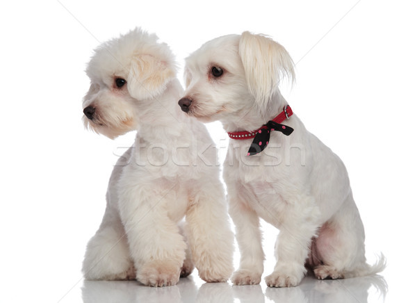 Aanbiddelijk paar naar beneden te kijken kant vergadering witte Stockfoto © feedough