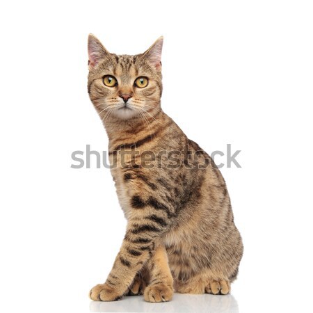 side view of cute seated british fold cat  Stock photo © feedough