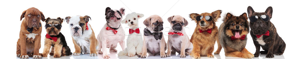 many elegant dogs of different breeds standing and sitting Stock photo © feedough