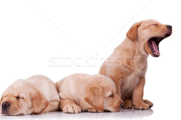 Weinig labrador retriever puppies drie aanbiddelijk twee Stockfoto © feedough