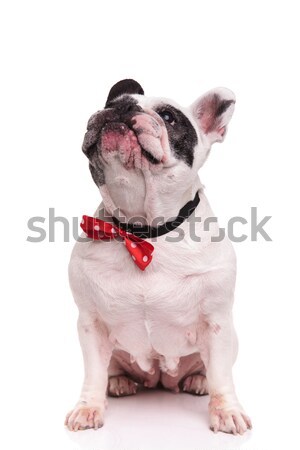 seated french bulldog wearing bowtie looks up  Stock photo © feedough