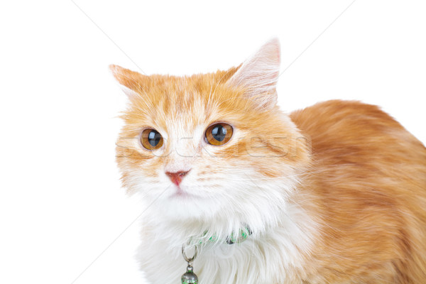 头    橙    猫    白    背景    动物 / head of an orange cat on